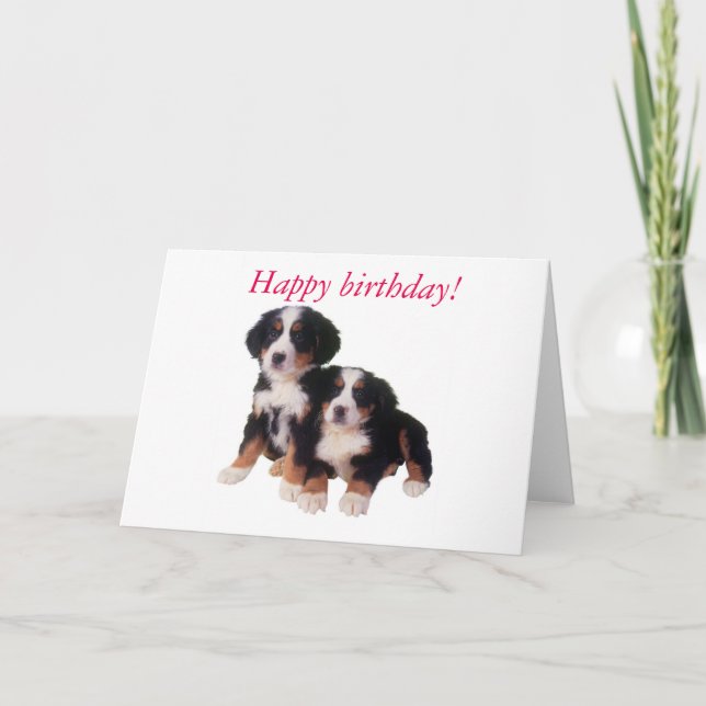 berner sennen pups birthday card (Front)