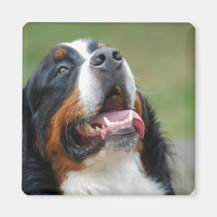Berner Sennenhund Dog Magnet