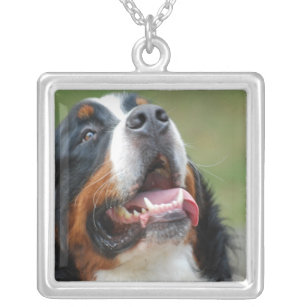 Berner Sennenhund Dog Necklace