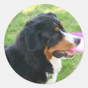 Berner with Frisbee Classic Round Sticker