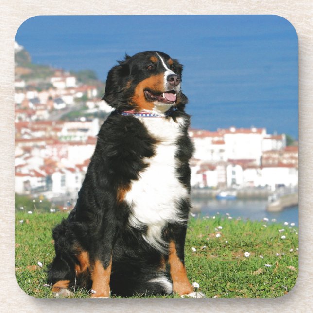 Bernese cattle dog posing at the beach coaster (Front)
