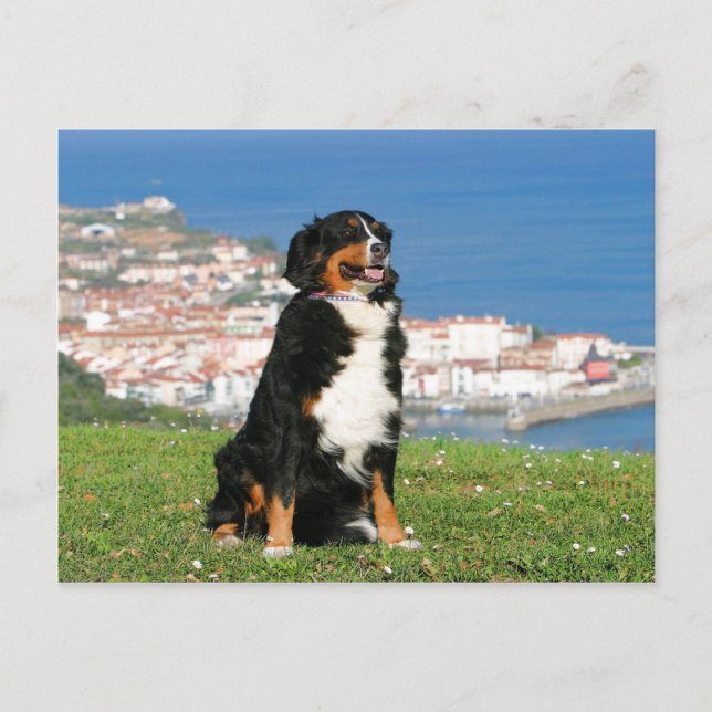 Bernese cattle dog posing at the beach postcard (Front)