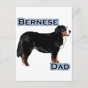 Bernese Dad 4 Postcard