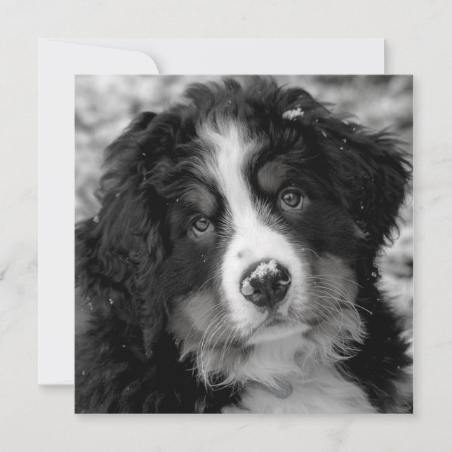 Bernese Mountain Dog (Front)