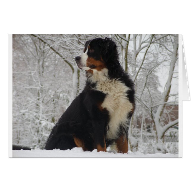 Bernese Mountain Dog (Front Horizontal)
