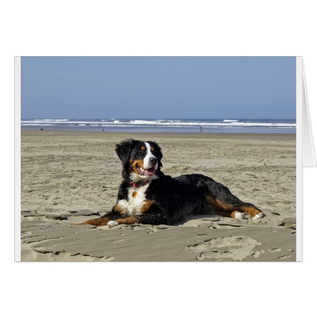 Bernese Mountain Dog (Front Horizontal)
