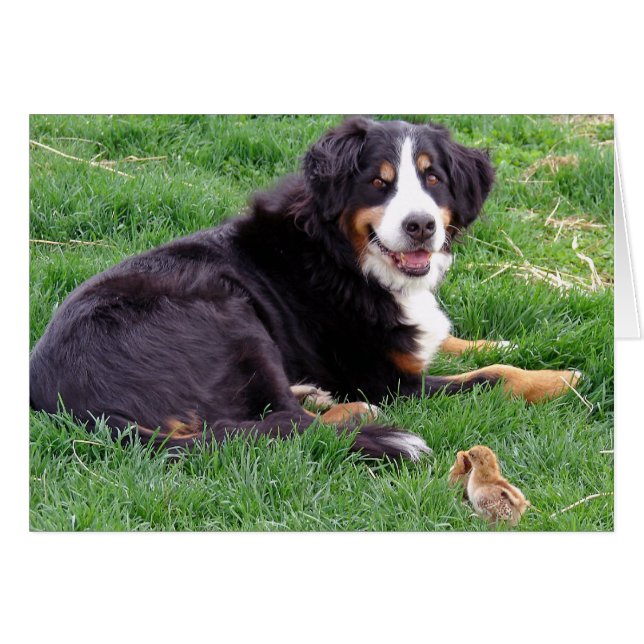  Bernese Mountain Dog  (Front Horizontal)