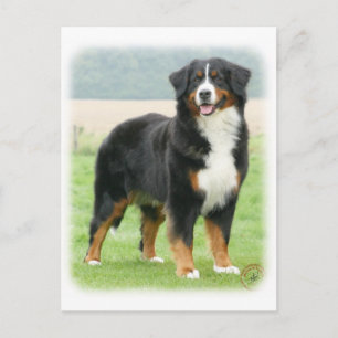 Bernese Mountain Dog 9Y066D-133 Postcard