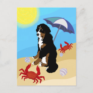 Bernese Mountain Dog Beach Postcard