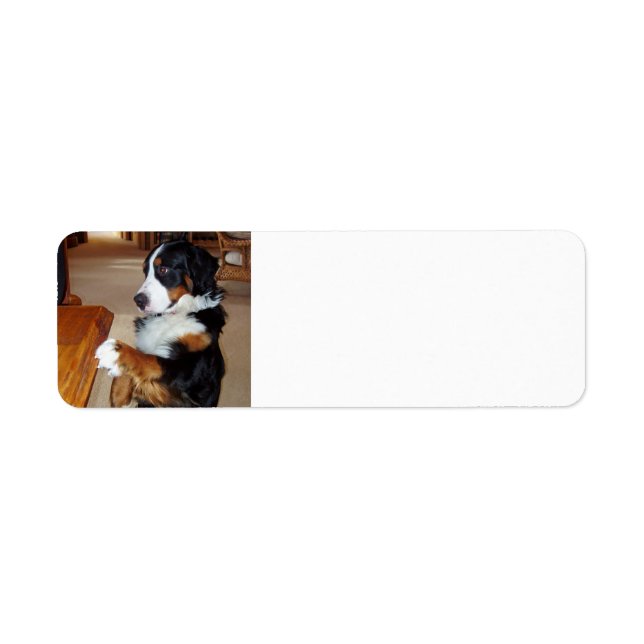 bernese-mountain-dog-begging.png return address label (Front)