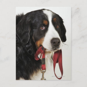 Bernese Mountain Dog (Berner Sennenhund) Postcard