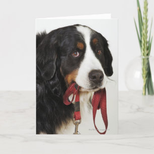 Bernese Mountain Dog (Berner Sennenhund) with Card