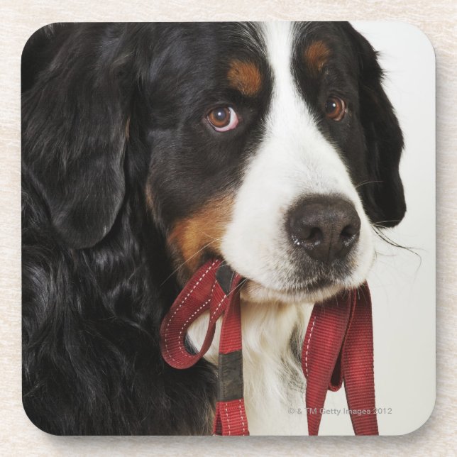 Bernese Mountain Dog (Berner Sennenhund) with Coaster (Front)