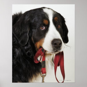 Bernese Mountain Dog (Berner Sennenhund) with Poster
