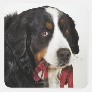 Bernese Mountain Dog (Berner Sennenhund) with Square Sticker