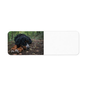 “bernese mountain dog”,” bernese mountain dog t sh return address label
