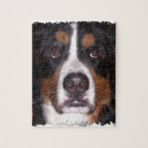 :Bernese Mountain Dog" "Big Dog" Dog
