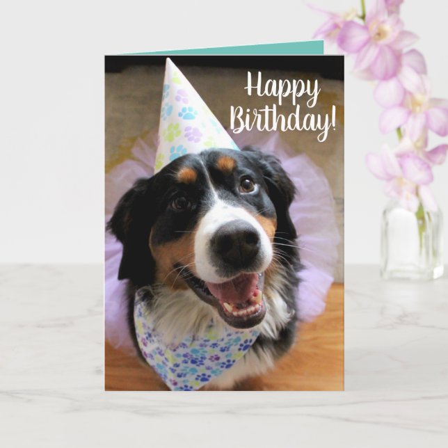 Bernese Mountain Dog Birthday Card (Orchid)