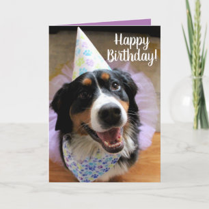 Bernese Mountain Dog Birthday Card