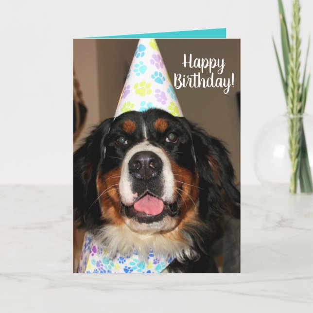 Bernese Mountain Dog Birthday Card (Front)