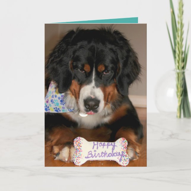 Bernese Mountain Dog Birthday  Card (Front)