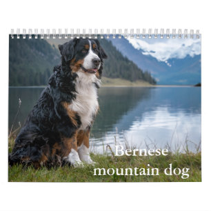 Bernese  mountain dog Calendar