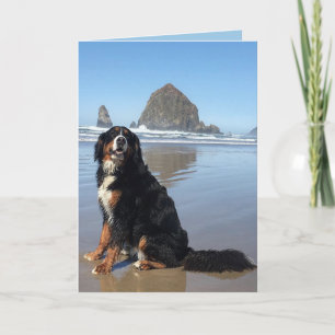 Bernese Mountain Dog Cannon Beach  Holiday Card