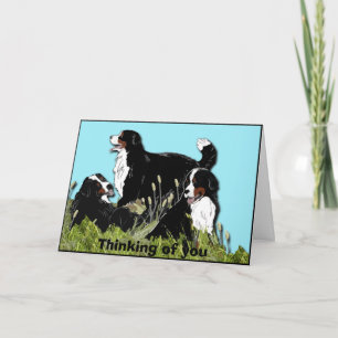 Bernese Mountain Dog Card