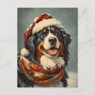Bernese mountain dog Christmas  Postcard