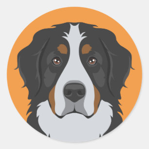 Bernese Mountain Dog Classic Round Sticker