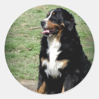 Bernese Mountain Dog Classic Round Sticker