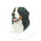 Bernese Mountain Dog