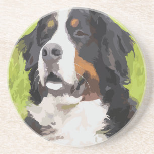 Bernese mountain dog coaster
