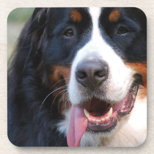 Bernese Mountain Dog  Cork Coasters