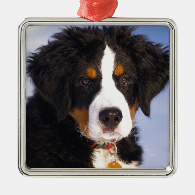 Bernese Mountain Dog - Cute Puppy Photo Metal Tree Decoration (Front)