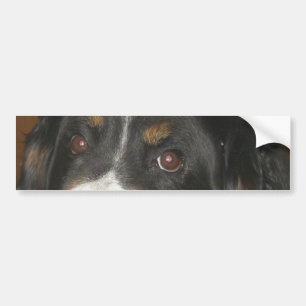 Bernese Mountain Dog Eyes Bumper Sticker