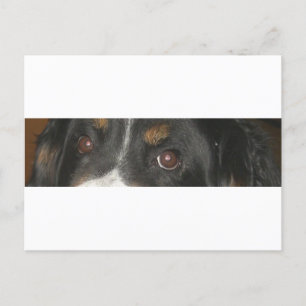 Bernese Mountain Dog Eyes Postcard