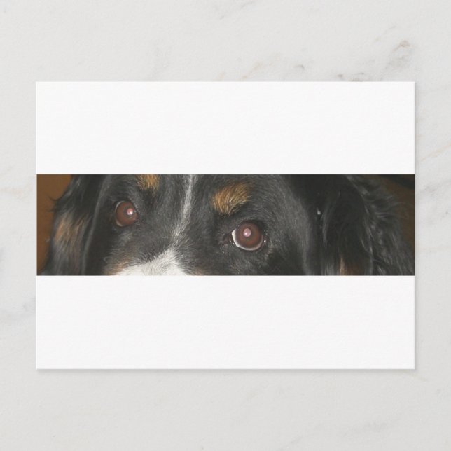 Bernese Mountain Dog Eyes Postcard (Front)