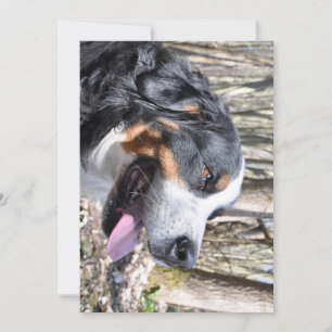 bernese mountain dog fourth birthday invitation