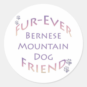 Bernese Mountain Dog Furever Classic Round Sticker