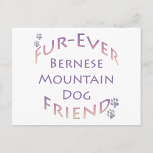 Bernese Mountain Dog Furever Postcard