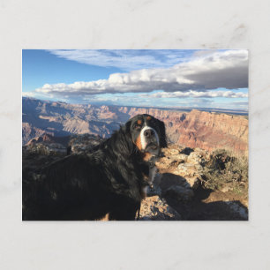 Bernese Mountain Dog Grand Canyon Postcard