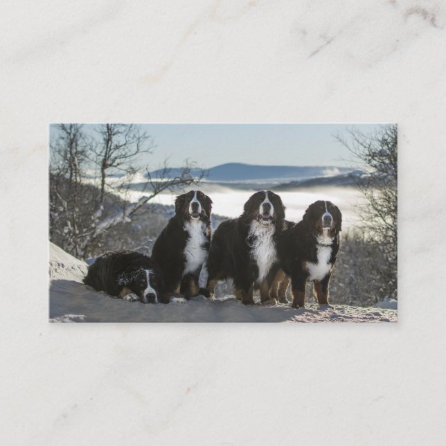 bernese mountain dog group   business card (Front)