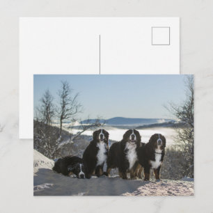 bernese mountain dog group postcard