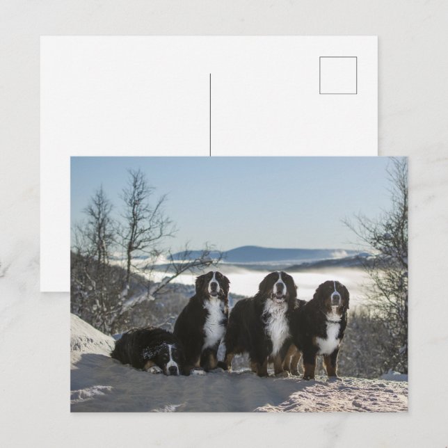 bernese mountain dog group   postcard (Front/Back)