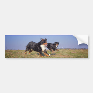 bernese mountain dog group second bumper sticker