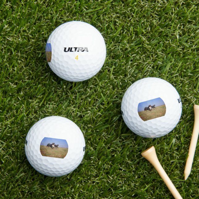bernese mountain dog group second golf balls (Insitu Grass)