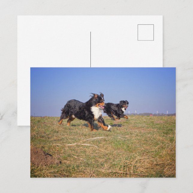 bernese mountain dog group second postcard (Front/Back)