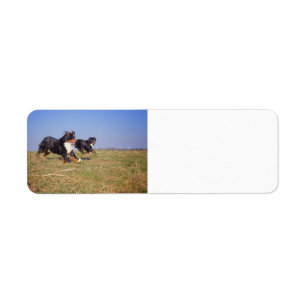 bernese mountain dog group second return address label