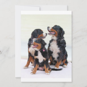 bernese-mountain-dog group sitting